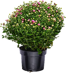 Bollkrysantemum 17cm kruka varierande färger