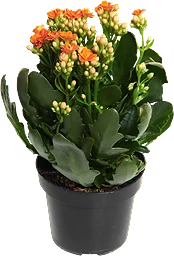 Kalanchoe Queen
