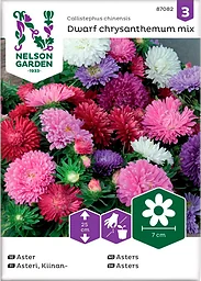 Aster Dvärg Blandade färger 1-p