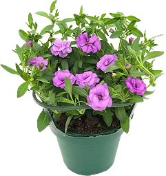 Hängpetunia dubbelblommande 12cm kruka Höjd 21cm lila