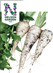 Palsternacka White King Organic