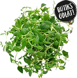 Timjan Butiksodlad