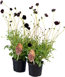 Årets sommarblomma 15cm kruka