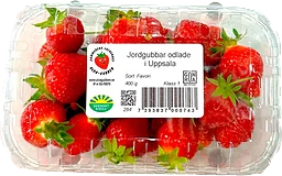 Jordgubbar