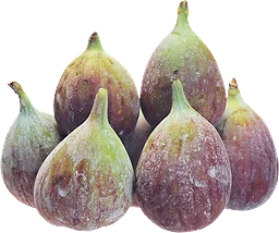 Fikon Blå