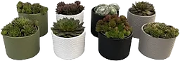 Arrangemang Succulent i kruka