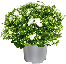 Campanula special 10,5cm