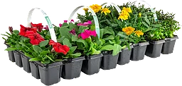 Sommarplant 6-pack