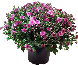Chryssboll, Garden mums varierande färger.
