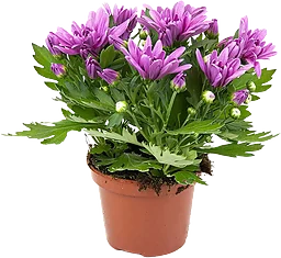 Krysantemum Chrysanthemum
