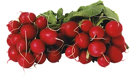 Rädisor