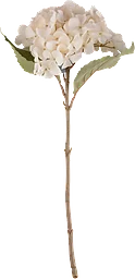 Sidenblomma Hortensia