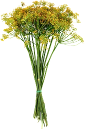 Krondill