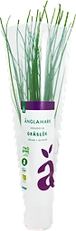 Gräslök Eko