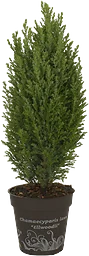 Ädelcypress 13cm kruka Höjd 45cm