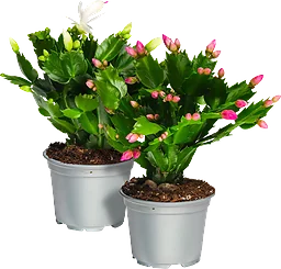 Höstkaktus 12cm