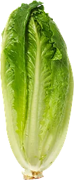 Sallad Roman