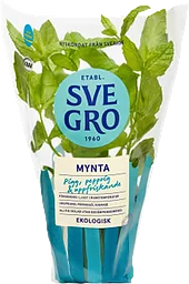 Mynta i kruka Ekologisk 1-p