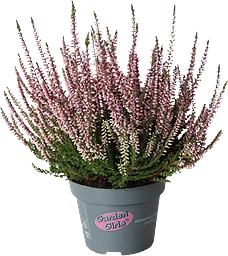 Ljung Calluna Garde