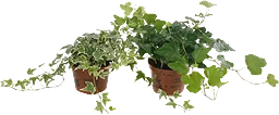 Murgröna rankor varierande sorter 9cm kruka 20cm långa rankor