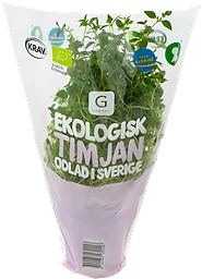 Timjan i Kruka Ekologisk