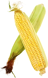 Majskolv
