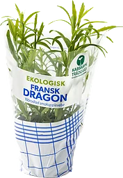 Kabbarp Dragon Eko