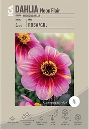 Dahlia Neon Flair 1-p
