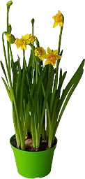 Påsktazett 12Cm