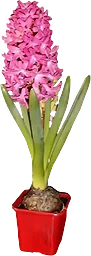 Hyacint rosa 1-p