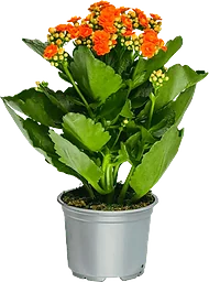 Kalanchoe dubbelblommande 10,5cm kruka Höjd 26cm orange