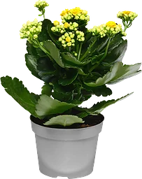 Kalanchoe 10,5cm gul