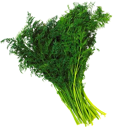 Dill
