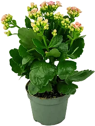Kalanchoe XL