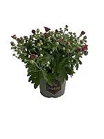 Bollkryss lila 12 cm