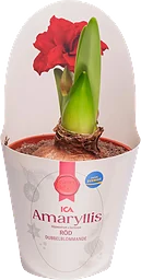 Amaryllis dubbel Röd 13cm