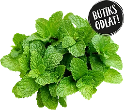 Mynta Butiksodlad