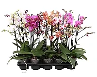 Orkidé Multiflora 12cm 45cm x1