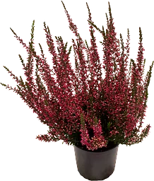 Ljung Calluna Garde