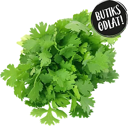 Koriander Butiksodlad