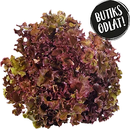 Krispsallat 125g Butiksodlad