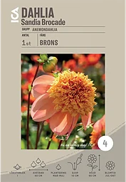 Dahlia Sandia Broccade 1-p
