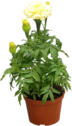 Bolltagetes 10,5 cm