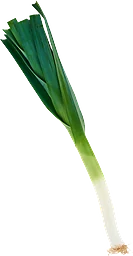 Purjolök Klass 1