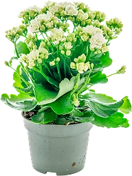 Kalanchoe Blossfeldiana Queen Vit