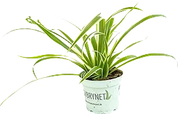 Ampellilja Chlorophytum Comosum
