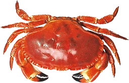 Krabba