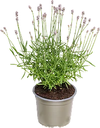 Lavendel rosa 15 cm
