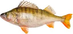 Abborre Hel