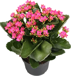 Kalanchoe